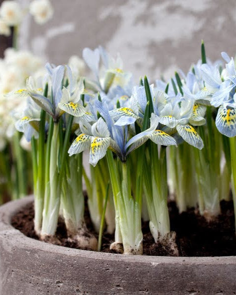 Iris Katharine Hodgkin – liten tidligblomstrende iris, høyde ca. 15 cm, i steinbed eller krukke
