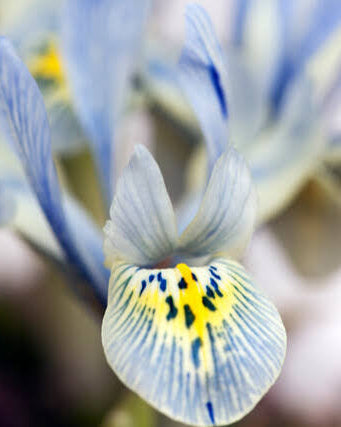 Iris Katharine Hodgkin – delikat vårblomst i lyse blågrå toner med mørkere tegninger