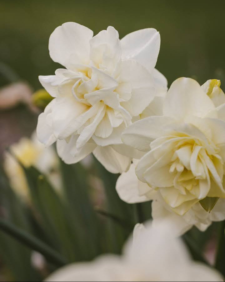 Narciss Obdam – rikt fylt blomst i antikke nyanser av krem, blekgult og et hint av grønt