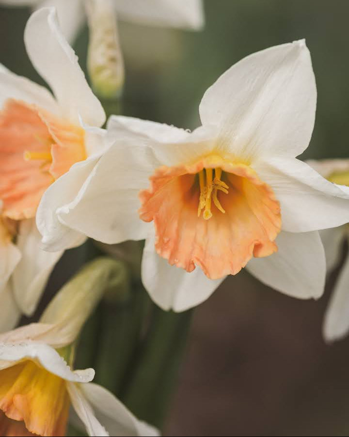 Narciss Accent – elegant snittblomst med kremhvite kronblad og ferskenfarget krone i bukett