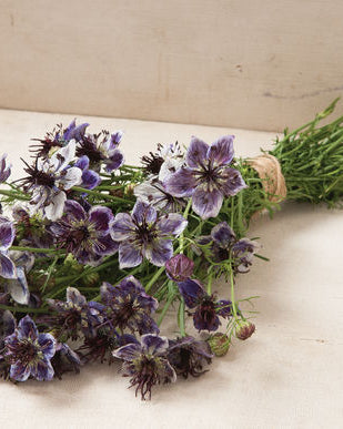 nigella delft blue (3)