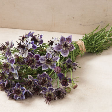 nigella delft blue (3)