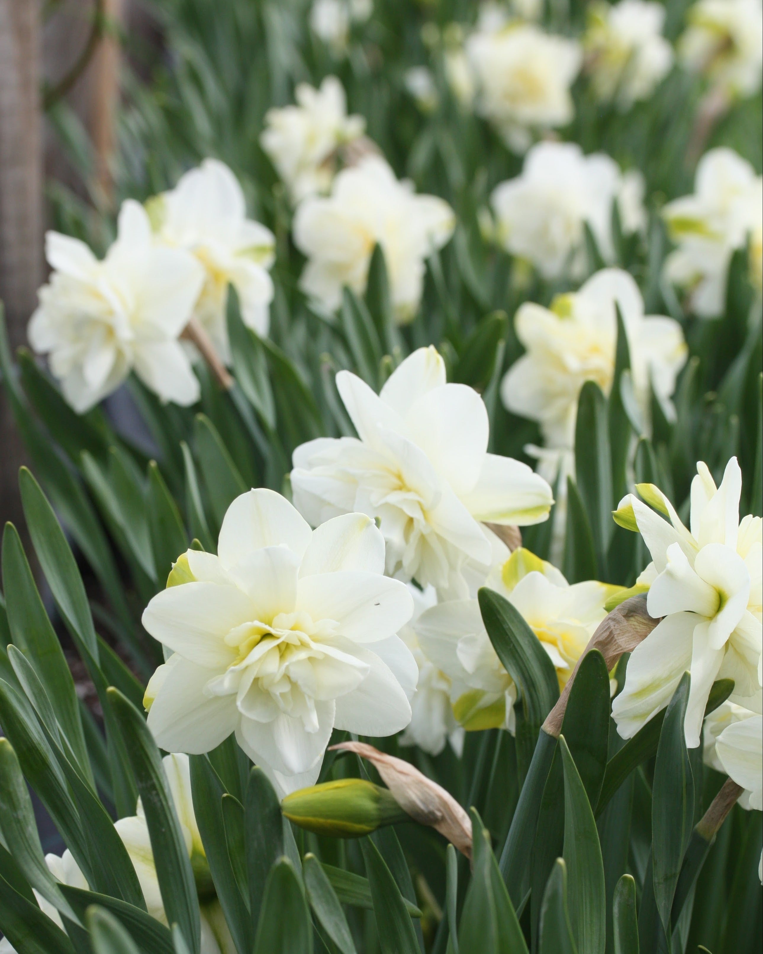 Narciss Obdam – gruppe av kremfylte narcisser i midtsesongsblomstring i hagebed