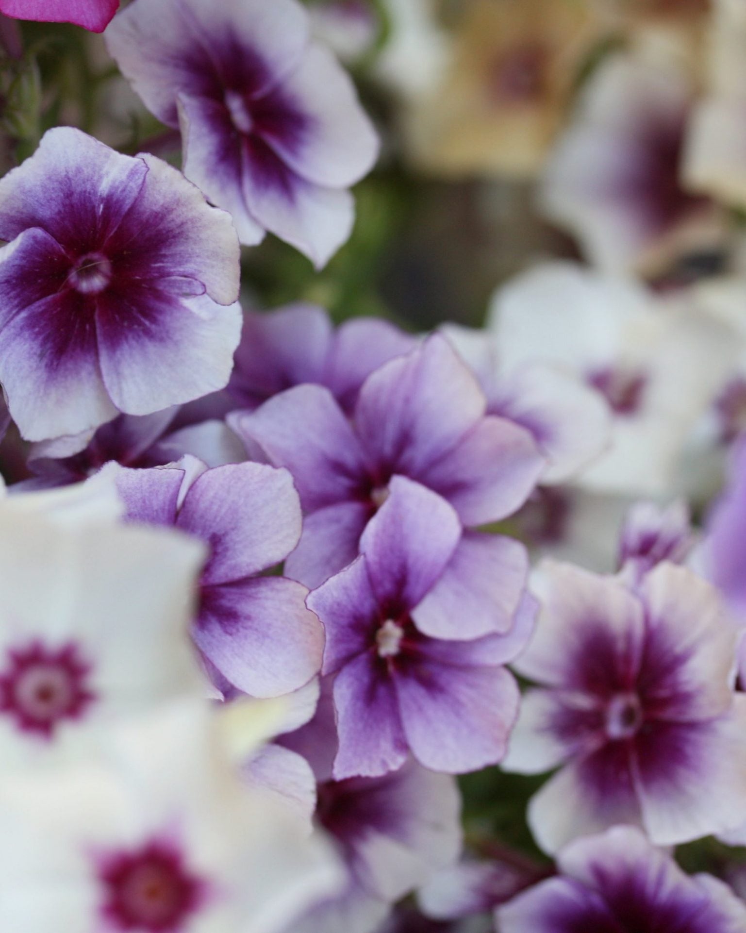 phlox tapestry mix (5)