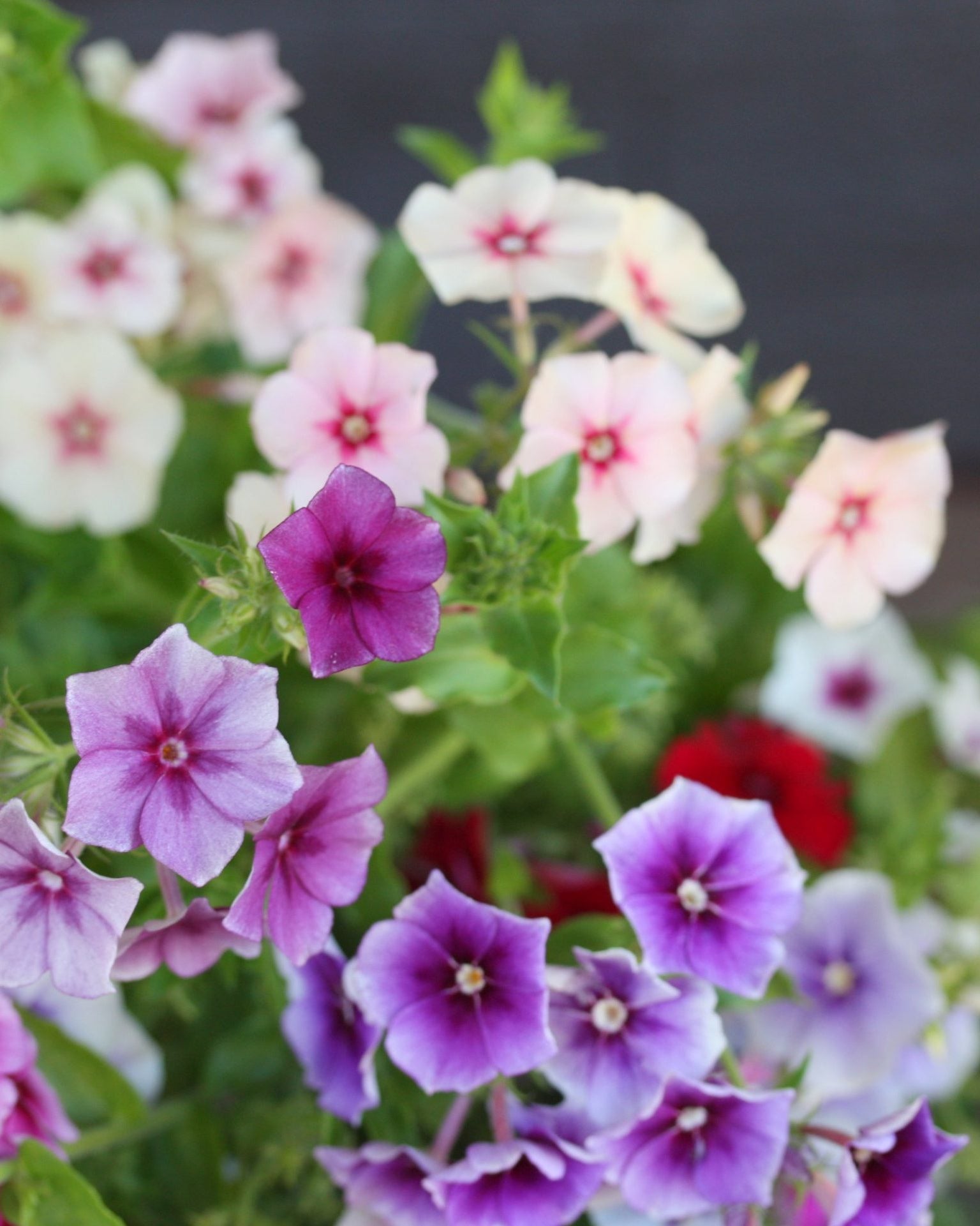 phlox tapestry mix (7)