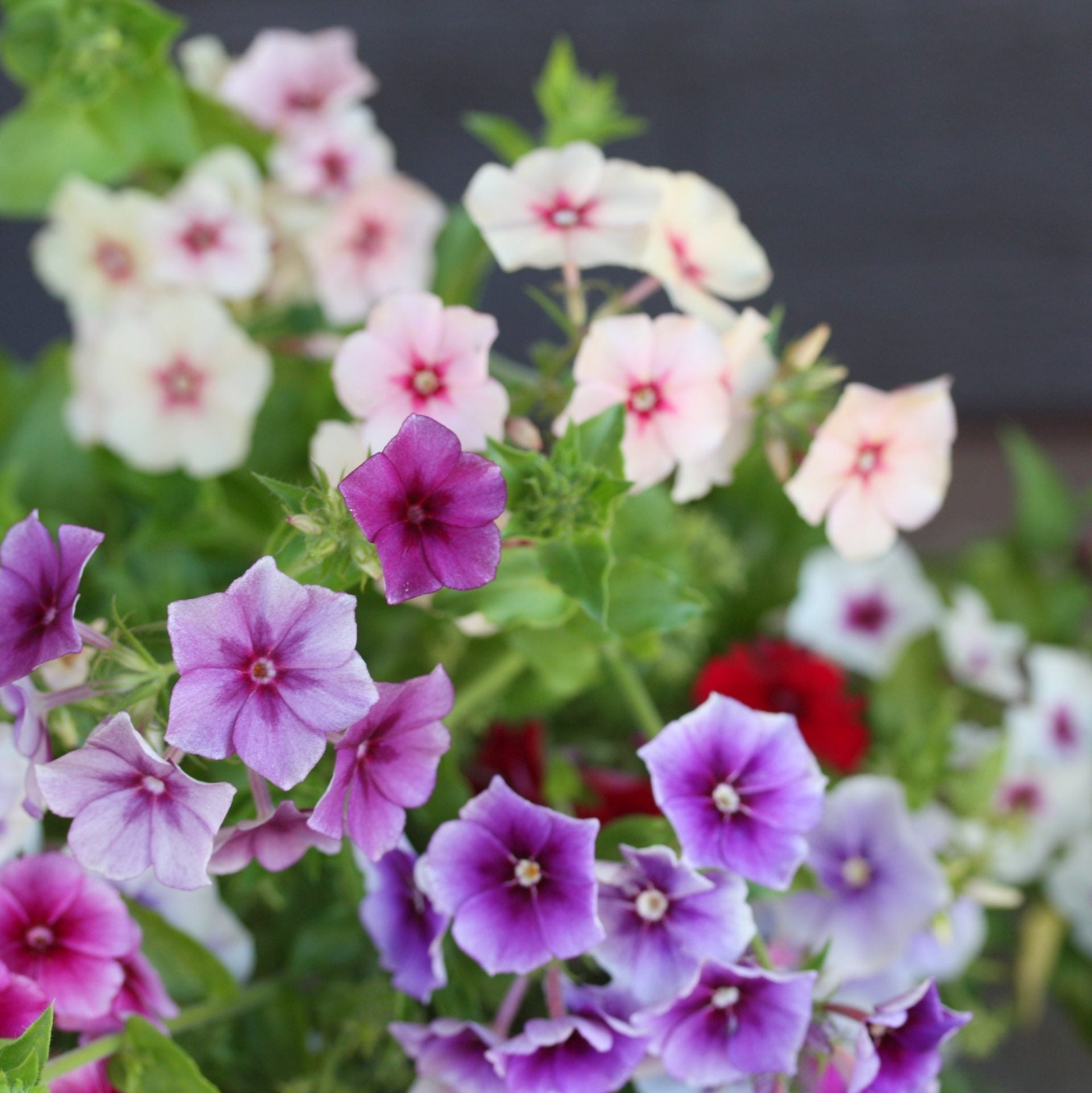 phlox tapestry mix (7)