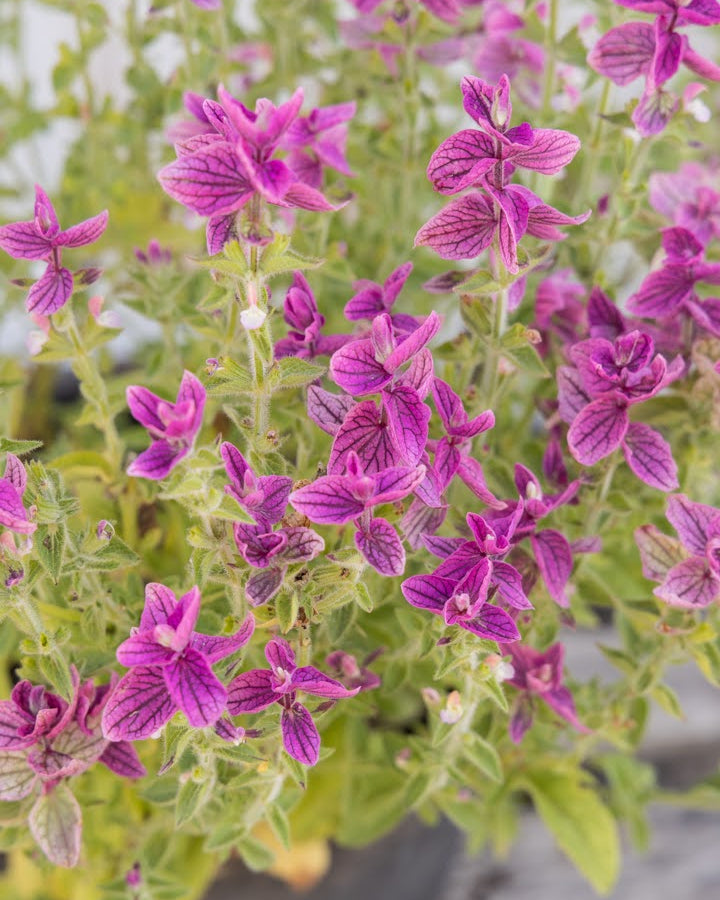 Dusksalvie Say So Rose - ettårig snittblomst med rosa blomster