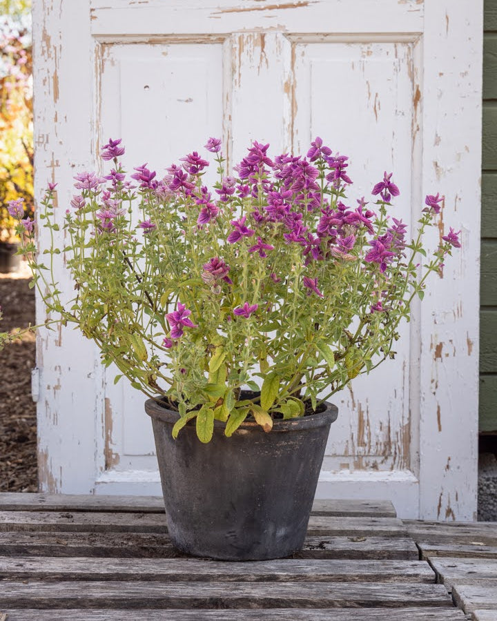 Dusksalvie Say So Rose - dekorative rosa aks i hagen