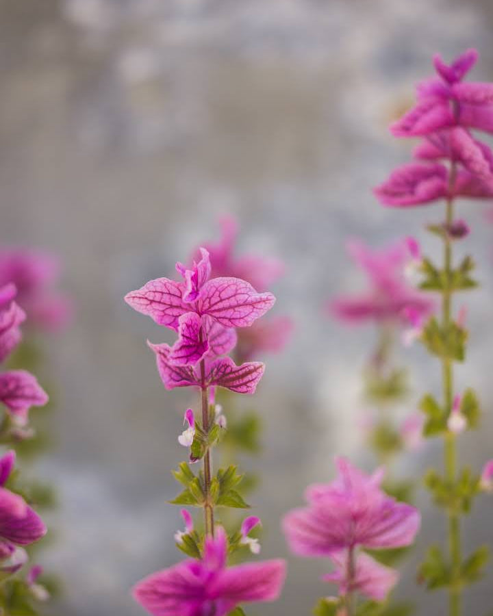 Dusksalvie Say So Rose - elegant rosa dusksalvie perfekt som snittblomst
