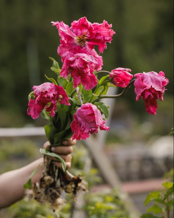 Tulipan Power Parrot – rosa papegøyetulipaner holdt i hånden med løk, høstet fra hagen