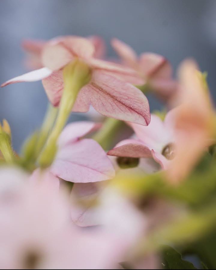 Prydtobakk Saratoga Appleblossom plante med luftige klaser av duftende rosa-hvite blomster