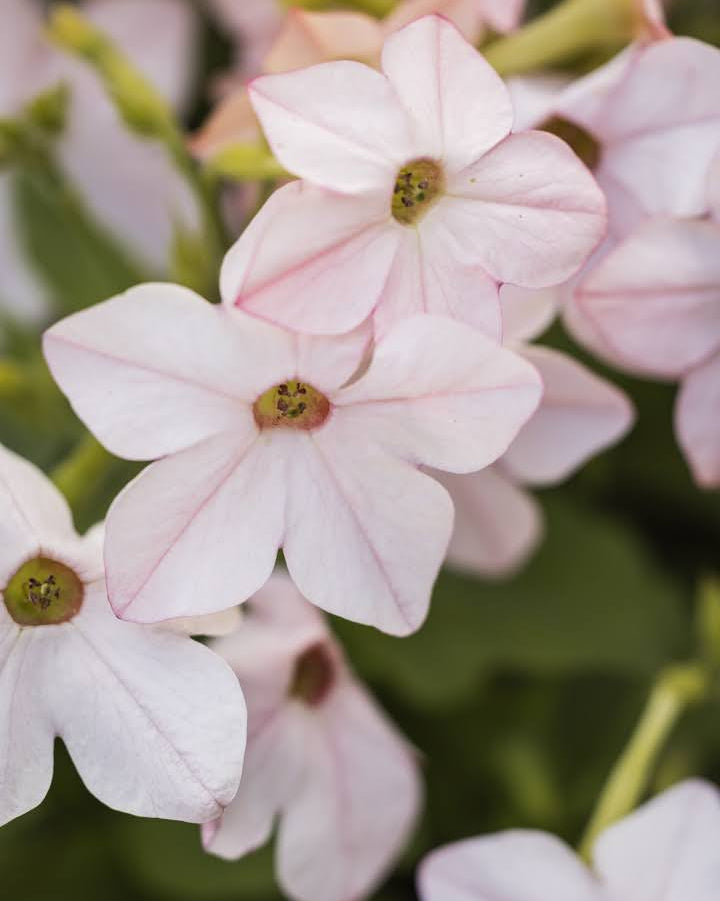 Prydtobakk Saratoga Appleblossom med rosa-hvite epleblomst-fargede blomster i hagen - Nicotiana alata