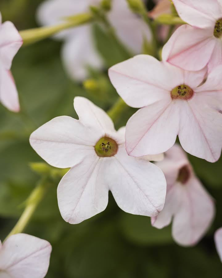 Prydtobakk Saratoga Appleblossom blomster på opprette stengler - insektsvennlig kveldsblomst