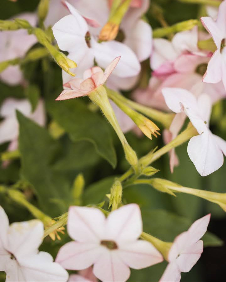 Prydtobakk Saratoga Appleblossom i full blomstring - ettårig snittblomst for hagen