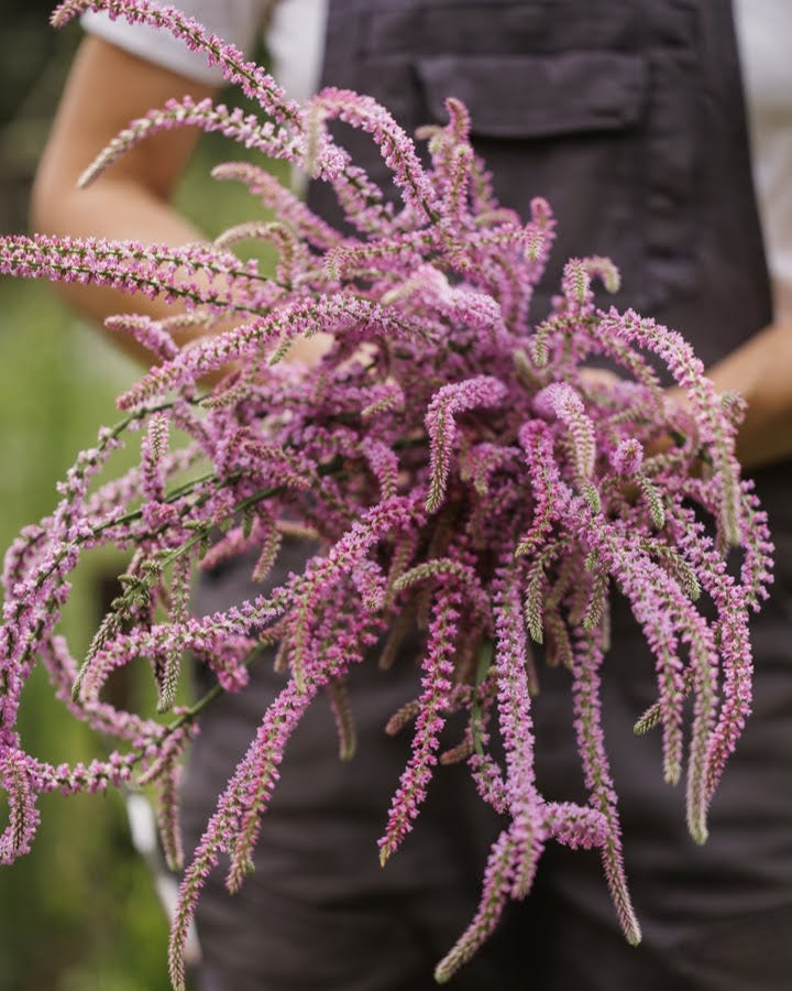 Aksrisp Pink Pokers - flerårig snittblomst med rosa aks