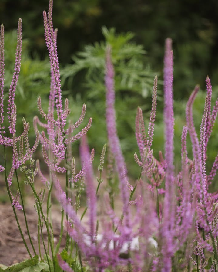 Aksrisp Pink Pokers - Persicaria amplexicaulis med rosa blomsteraks