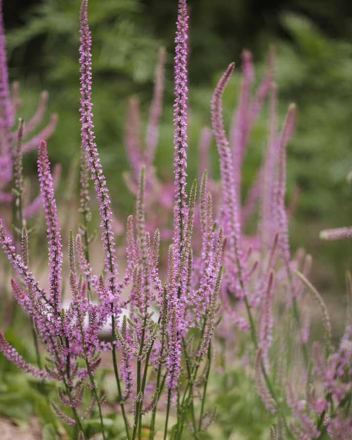 Aksrisp Pink Pokers nærbilde - rosa blomsteraks med tett blomstring