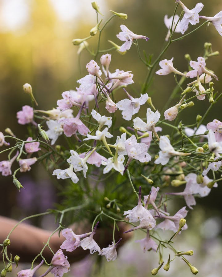 Ridderspore Rose Butterfly med rosa blomster og hvitt øye på kompakt plante