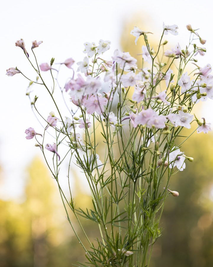 Ridderspore Rose Butterfly blomsterstengel med luftig blomstring