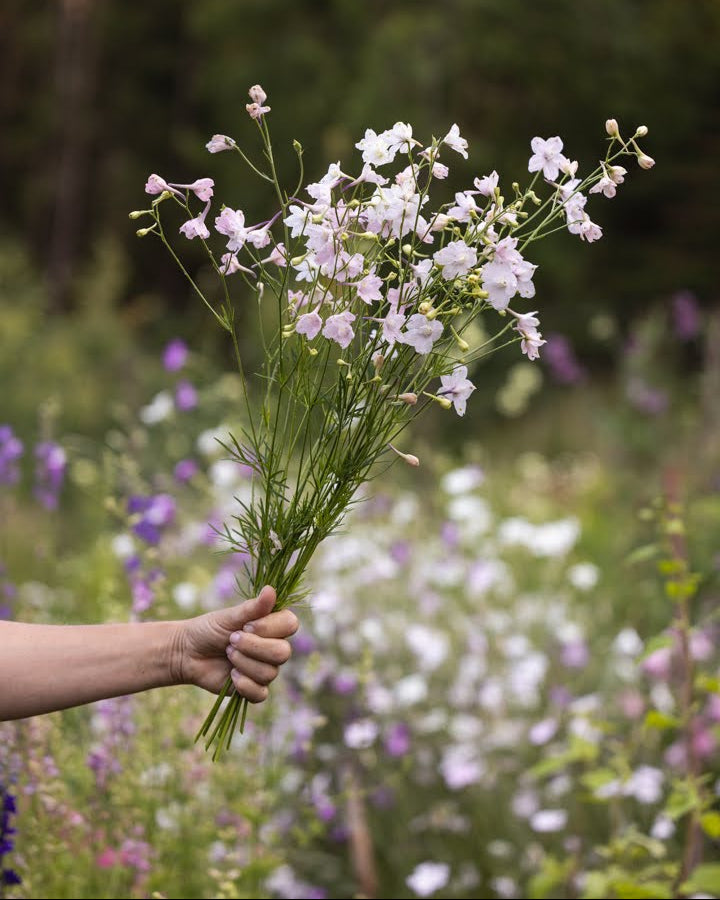 Ridderspore Rose Butterfly bukett med rosa blomster - perfekt som snittblomst