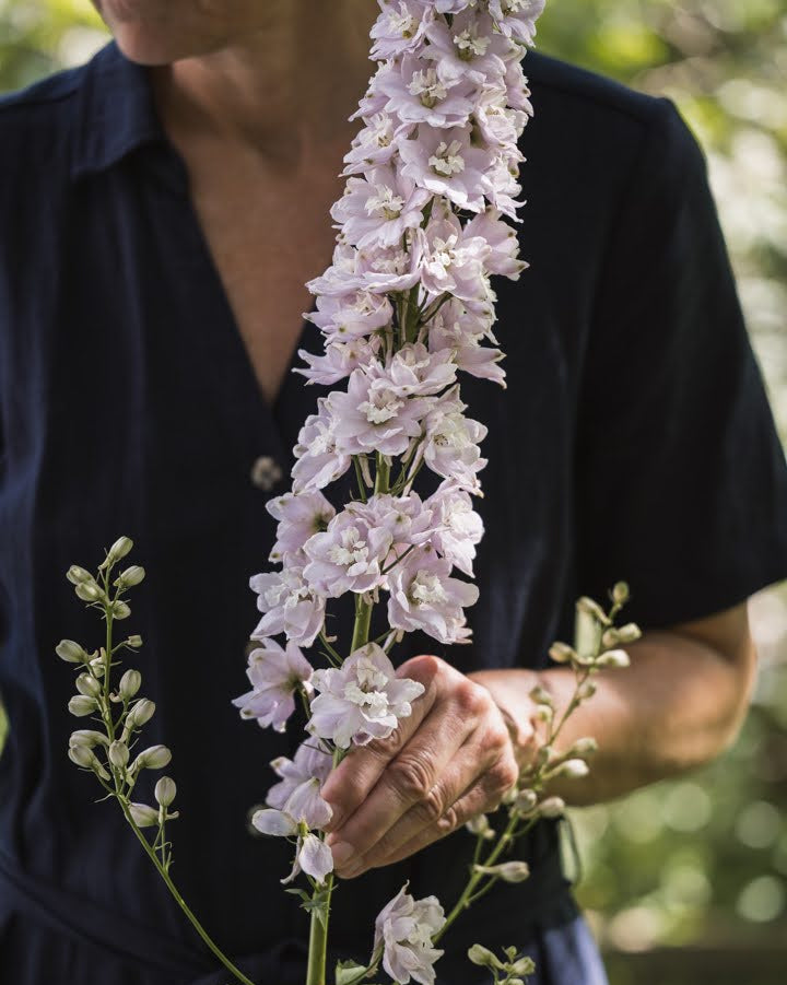 Ridderspore Cherry Blossom White Bee planter i blomsterbed - Blomsterhage