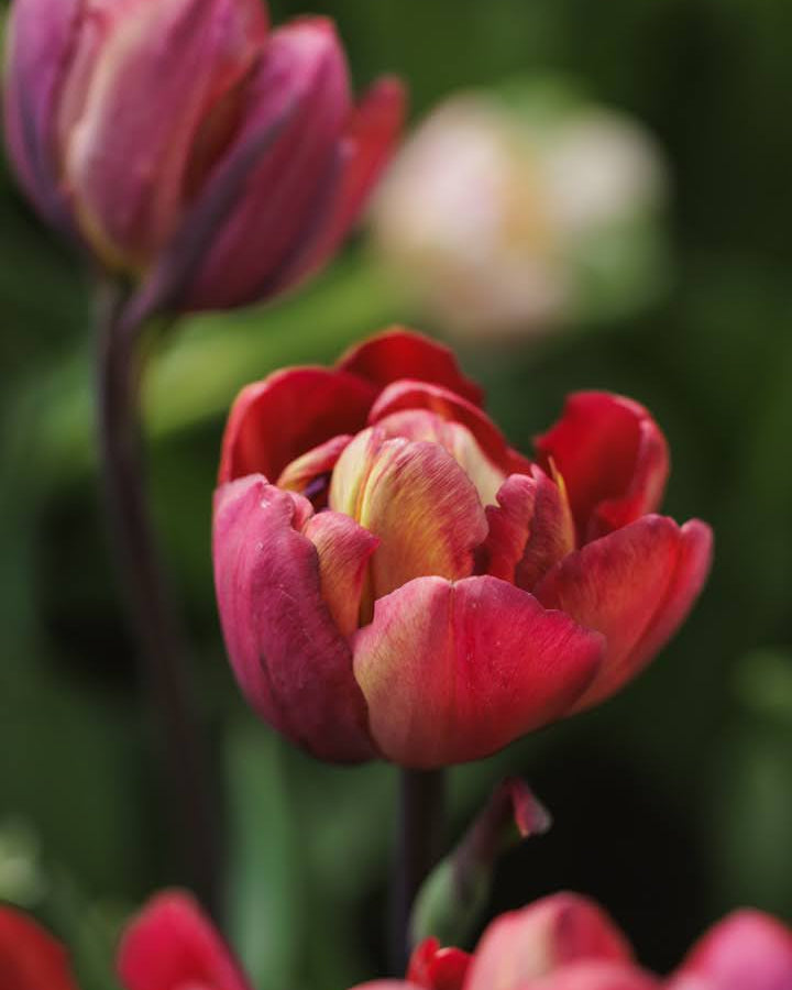 Tulipan Ridgedale – nærbilde av tett fylte kronblad i dyp plomme og varme bruntoner