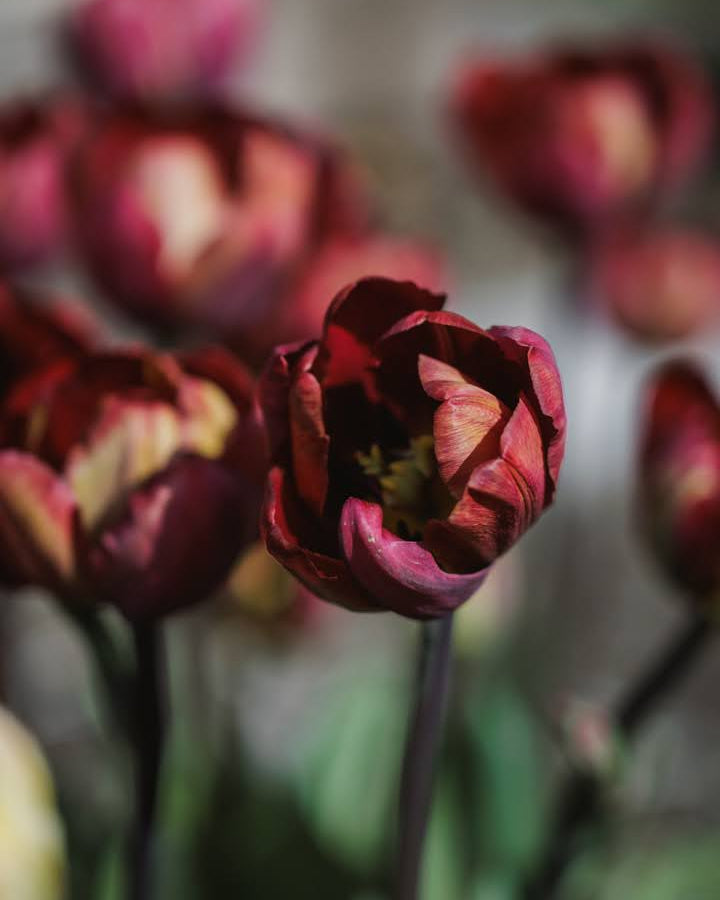 Tulipan Ridgedale – halvåpen fylt tulipan med uvanlig fargespill i plomme og brunt