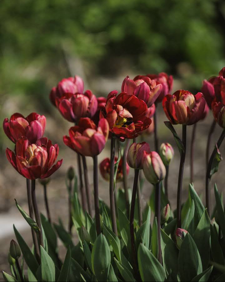 Tulipan Ridgedale – gruppe av fylte sene tulipaner i romantisk bed eller krukke