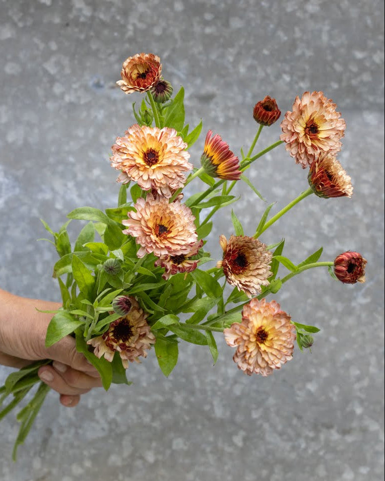 Ringblomst Pygme Buff med myke kremfargede blomster - ettårig