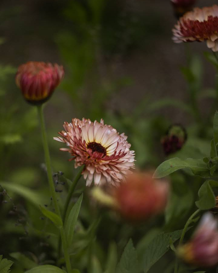 Ringblomst Pygme Buff blomster - spiselig og insektsvennlig