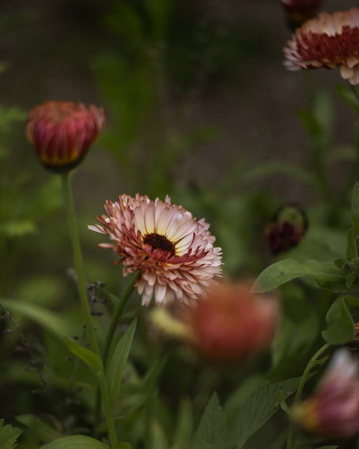 Ringblomst Pygme Buff blomster - spiselig og insektsvennlig