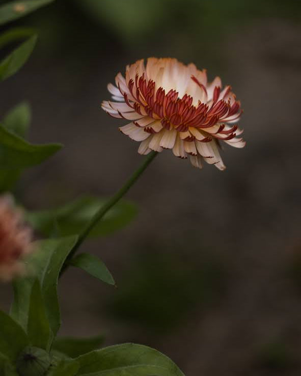 Ringblomst Pygme Buff i blomsterbed - Blomsterhagen