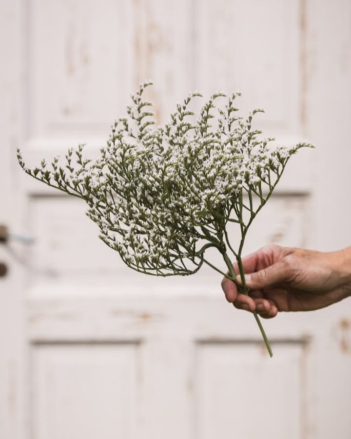 Hvitrisp Woodcreek nærbilde - flerårig snittblomst med hvite blomster