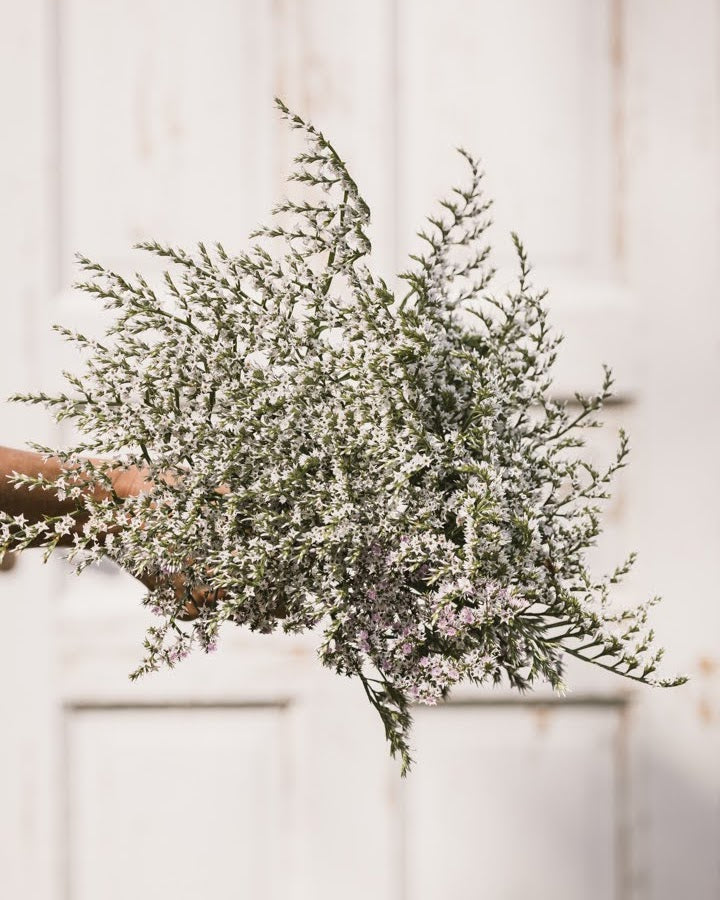 Hvitrisp Woodcreek - Limonium tatericum i hagen