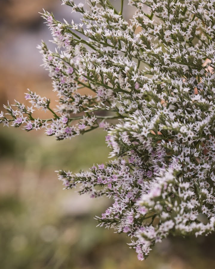 Hvitrisp Woodcreek - hvite blomster med hint av rosa