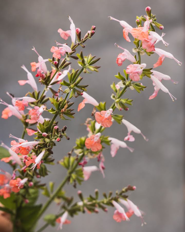 Rødsalvie summer jewel pink med sine vakre blomster i korall og hvitt