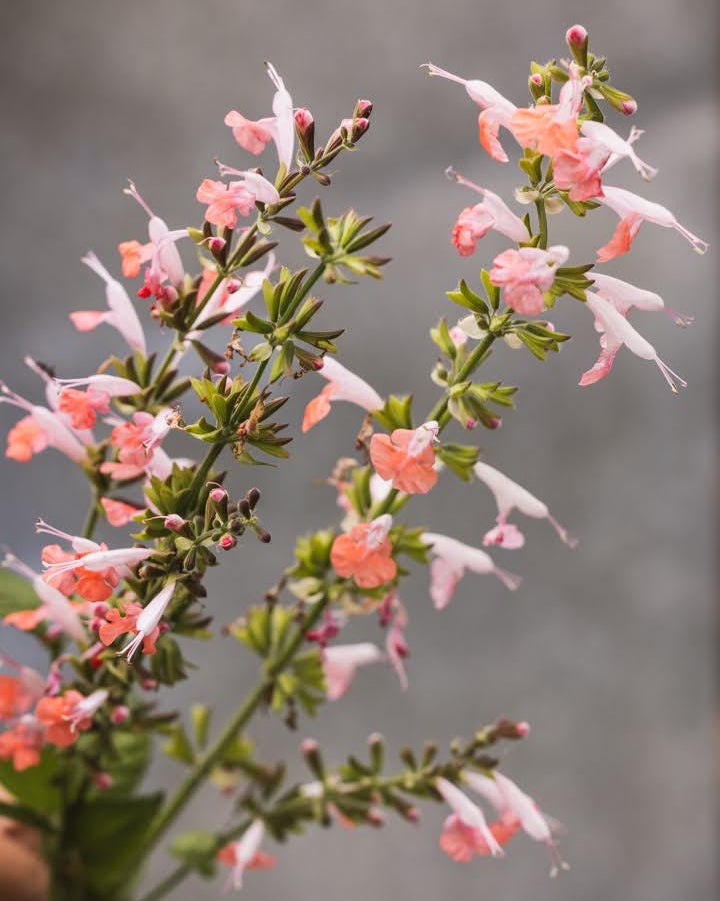 Rødsalvie summer jewel pink med sine vakre blomster i korall og hvitt