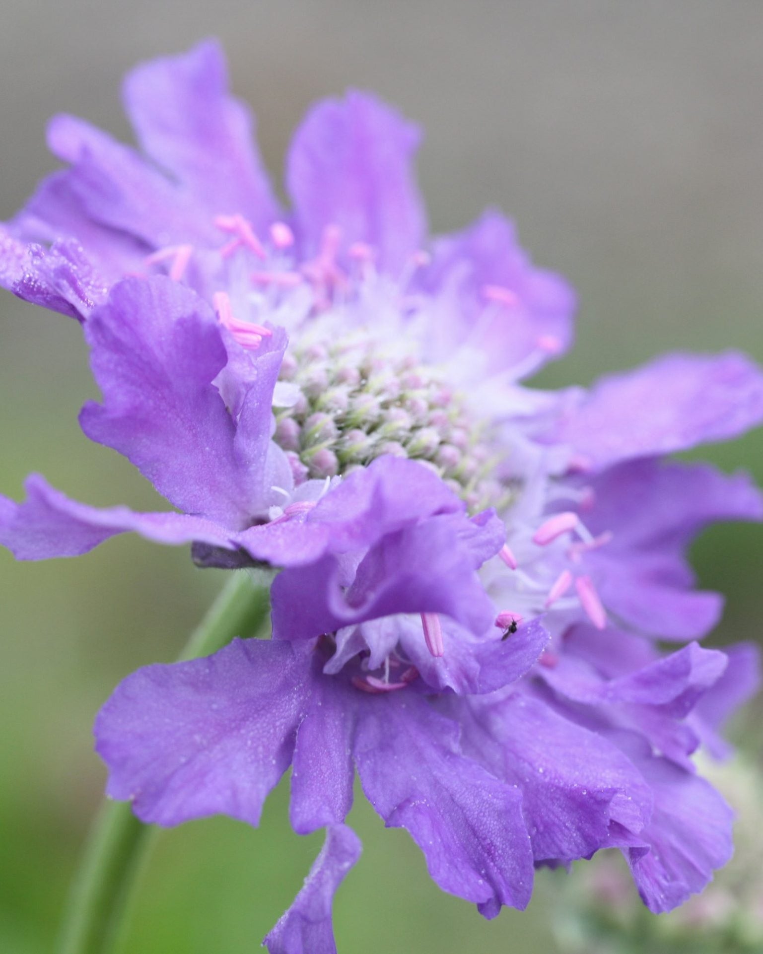 scabiosa fama deep blue (2)