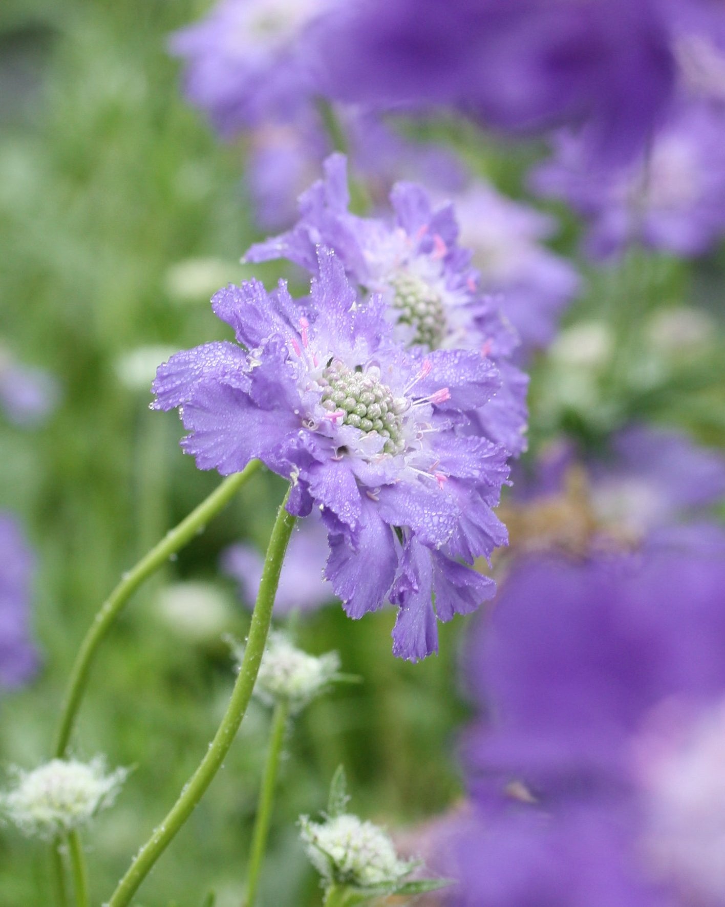 scabiosa fama deep blue (7)