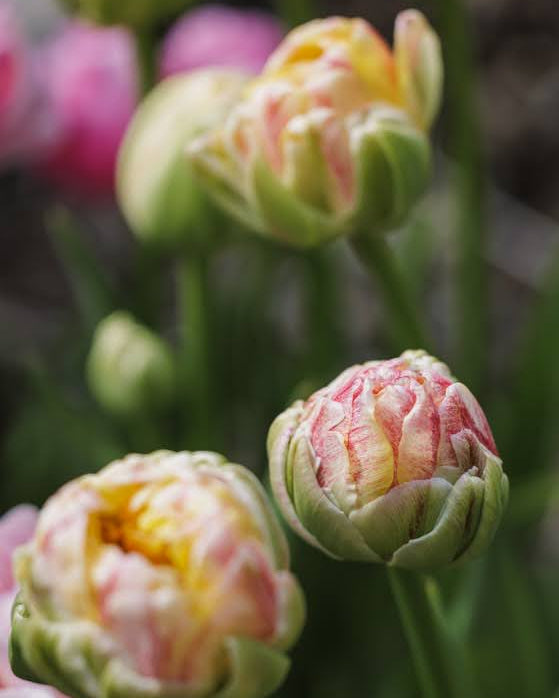 Tulipan Sprinkle Dip – lukket knopp med delikate tegninger i rosa, grønt og sitrongult