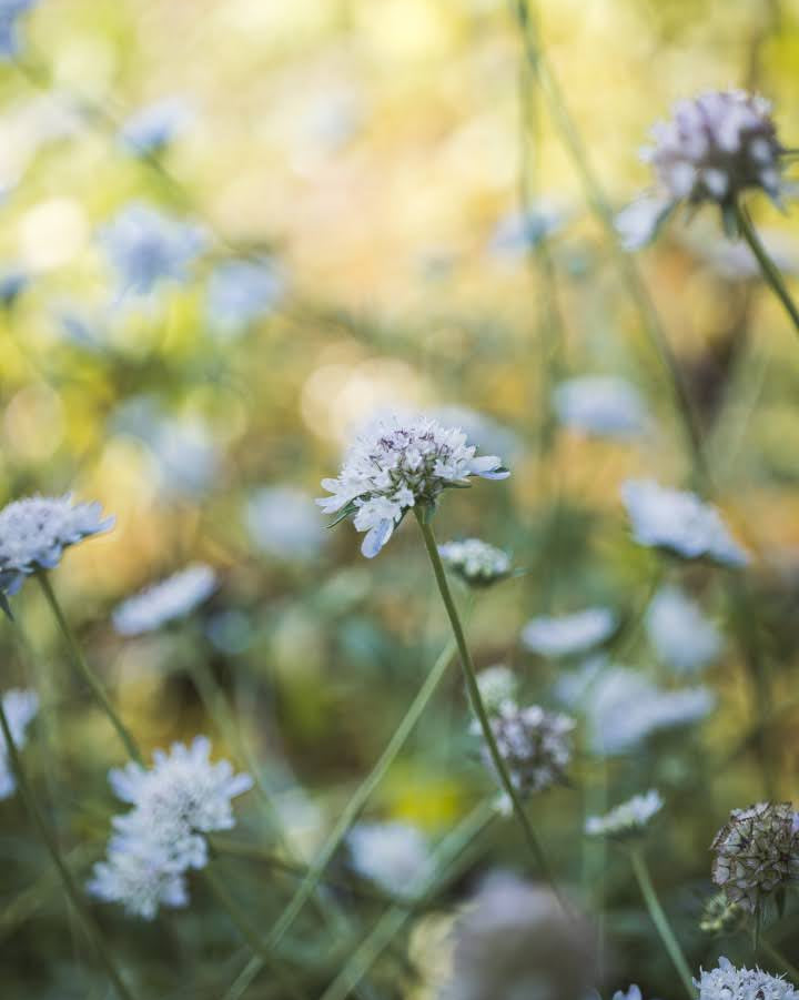 Stjerneskabiosa Paper Moon - nærbilde av unike stjernelignende frøkapsler
