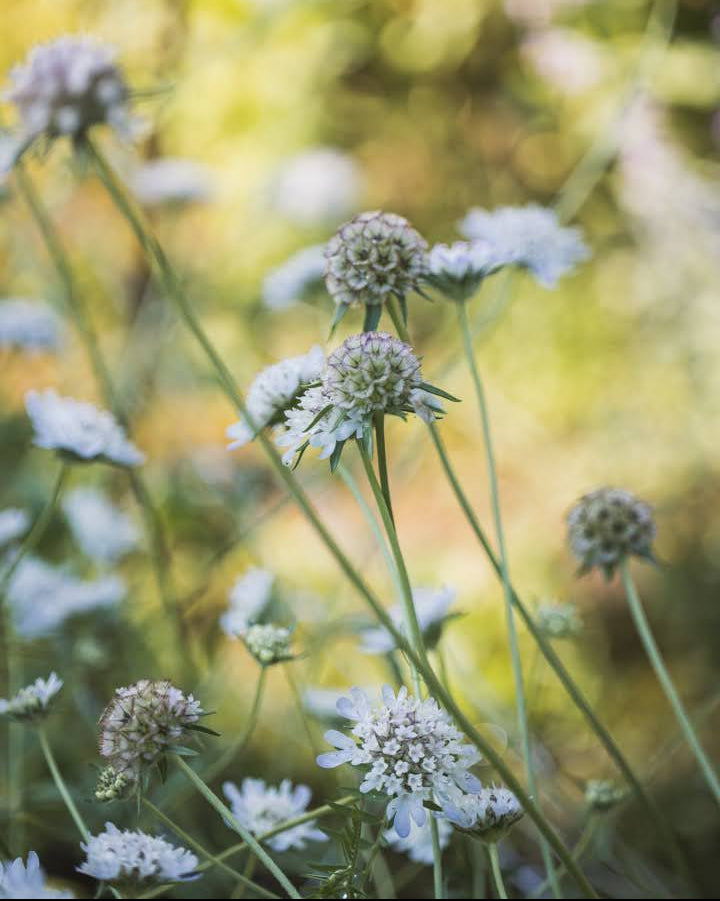 Stjerneskabiosa Paper Moon med dekorative papirtynne frøkapsler som små måner