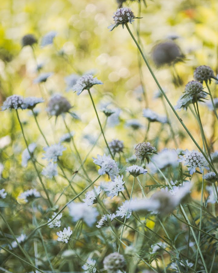 Stjerneskabiosa Paper Moon - luftig vekst med skulpturelle frøkapsler