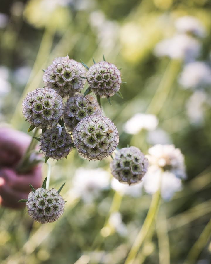 Stjerneskabiosa Paper Moon med papirtynne frøkapsler i sølvgrønn farge