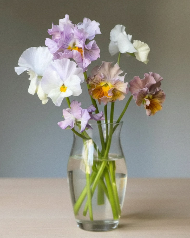 fiol Sweet Pea mixed med doble blomster i pastell og gode egenskaper som snittblomst