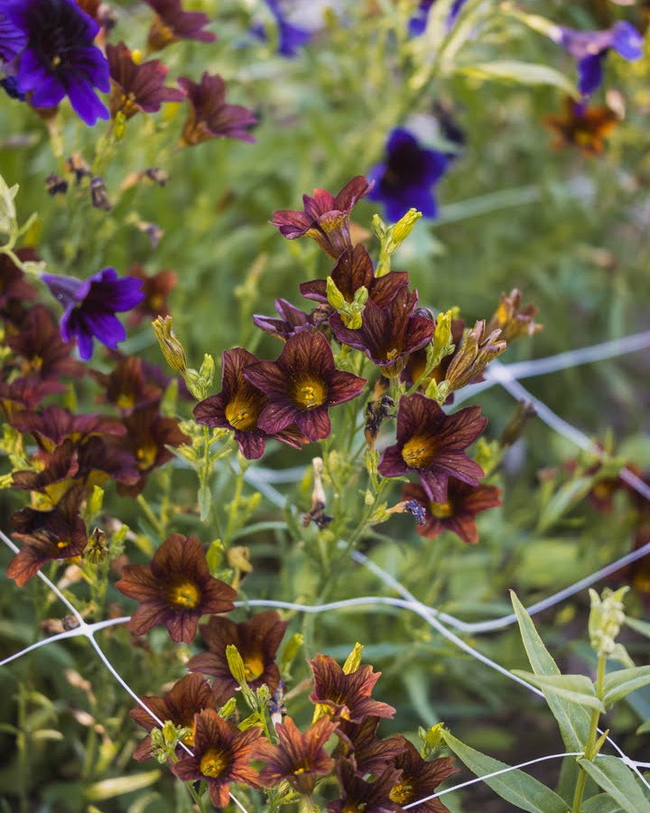 Trompetblomst Cafe au Lait - nærbilde av elegante trompetformede blomster i myk kaffe-tone