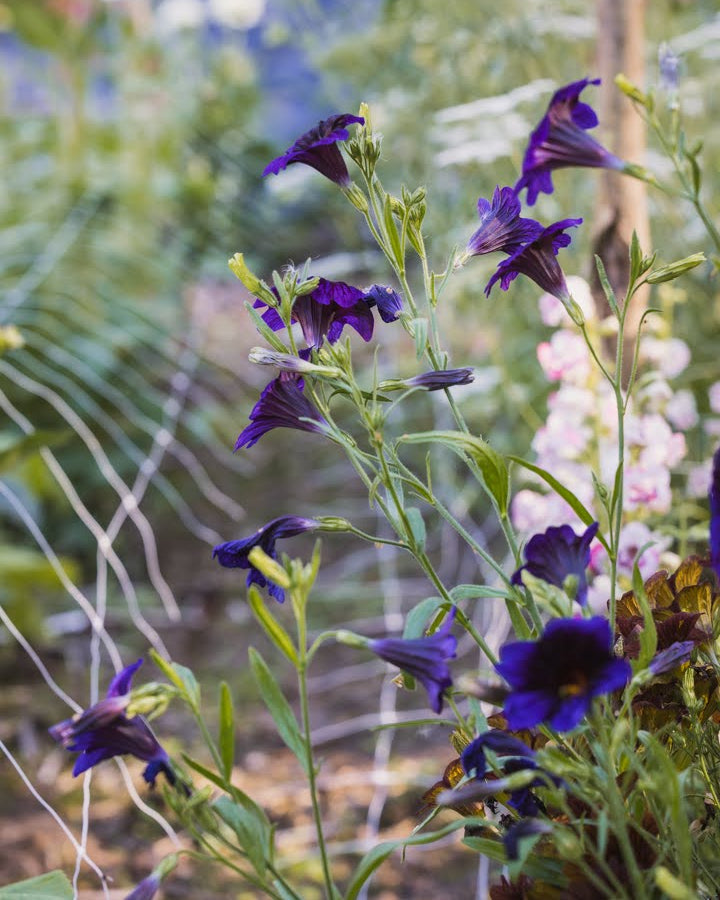 Trompetblomst Kew Blue i full blomstring med hjerteformede grønne blader