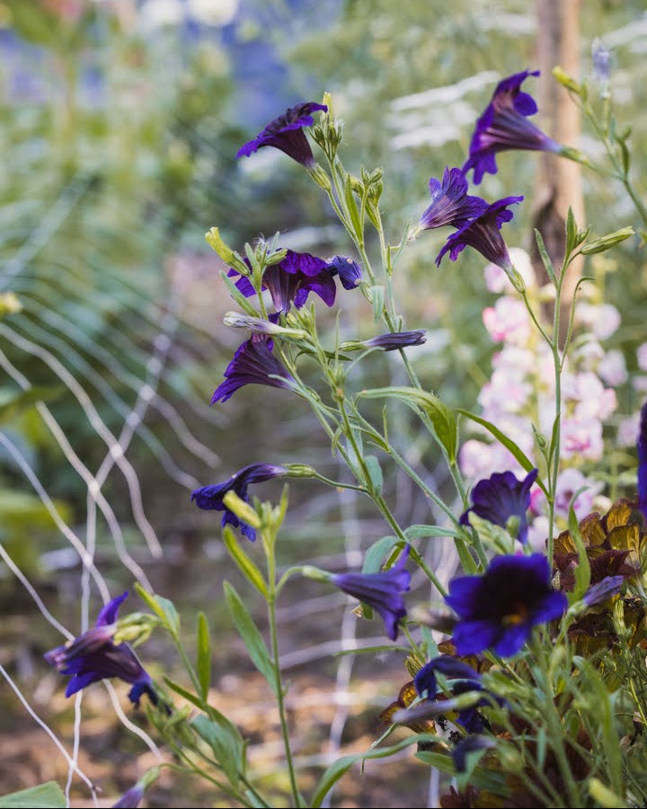 Trompetblomst Kew Blue i full blomstring med hjerteformede grønne blader
