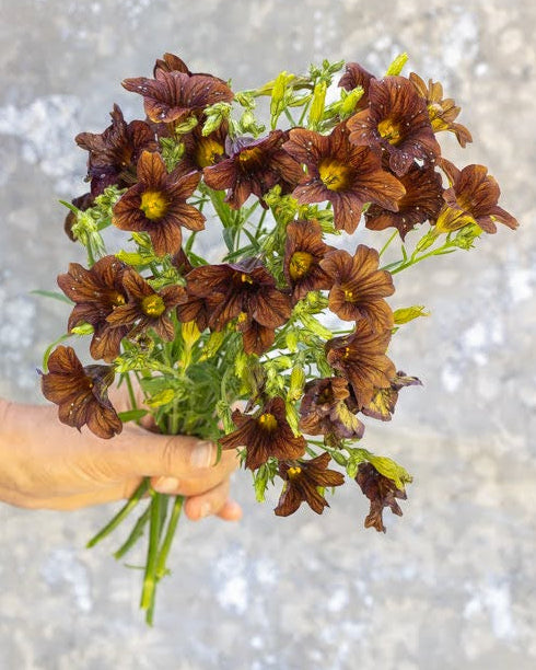 Trompetblomst Cafe au Lait frø - Ipomoea tricolor kompakt sort