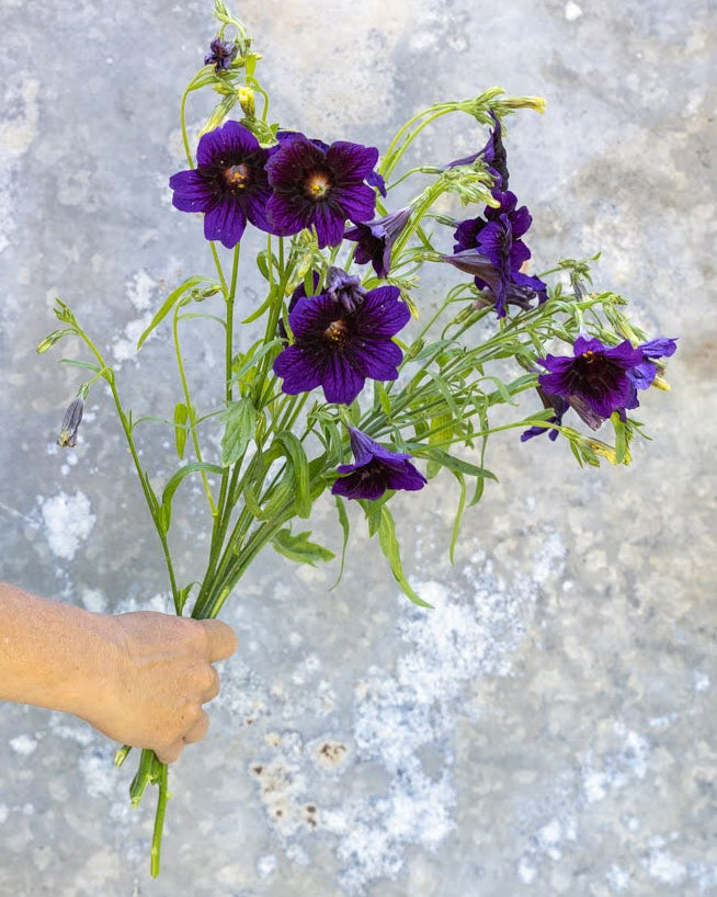 Trompetblomst Kew Blue - nærbilde av intense blå trompetformede blomster